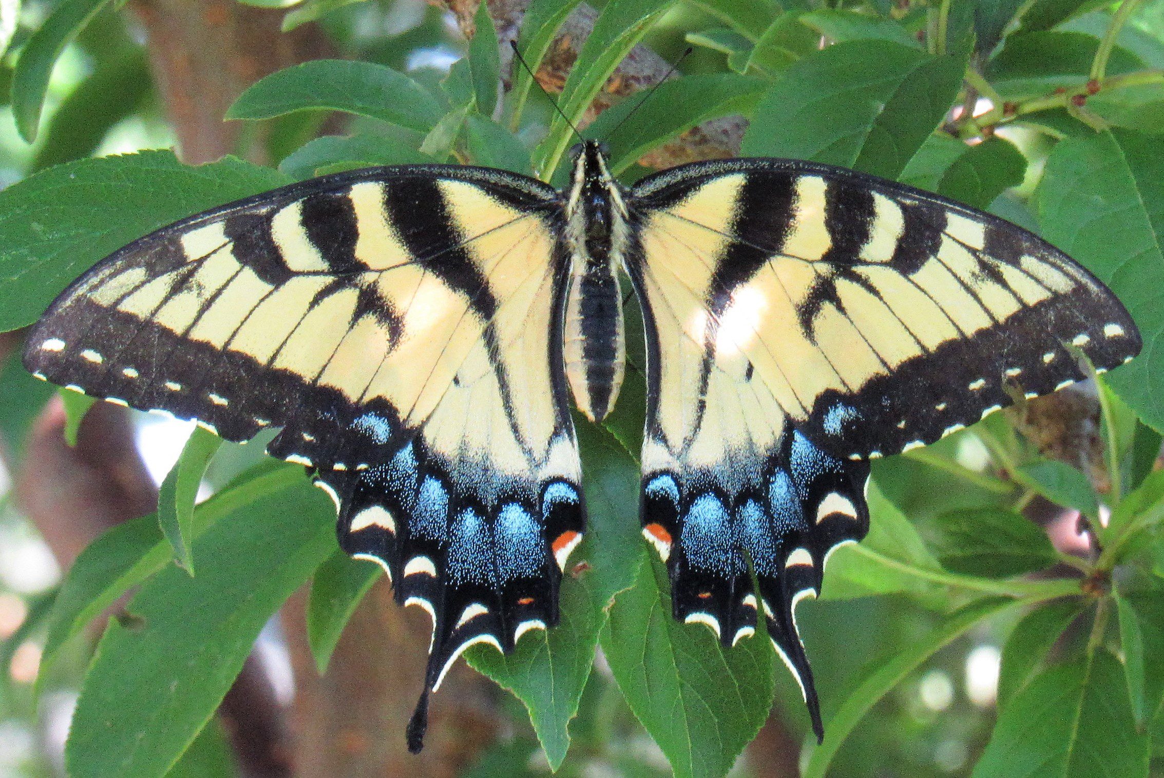 Eastern Tiger Swallowtail Butterfly