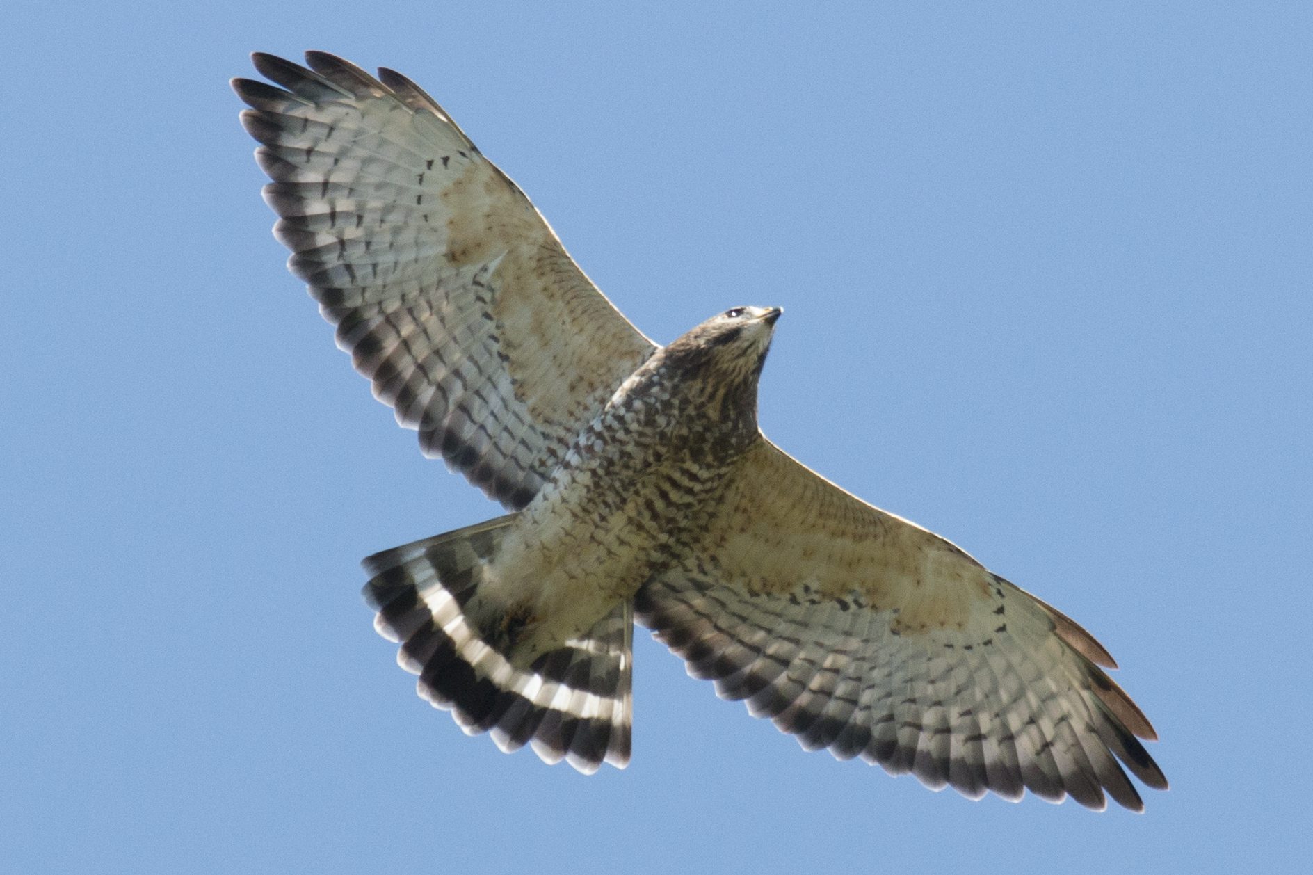 Look Up! Hawkwatch is here in New York