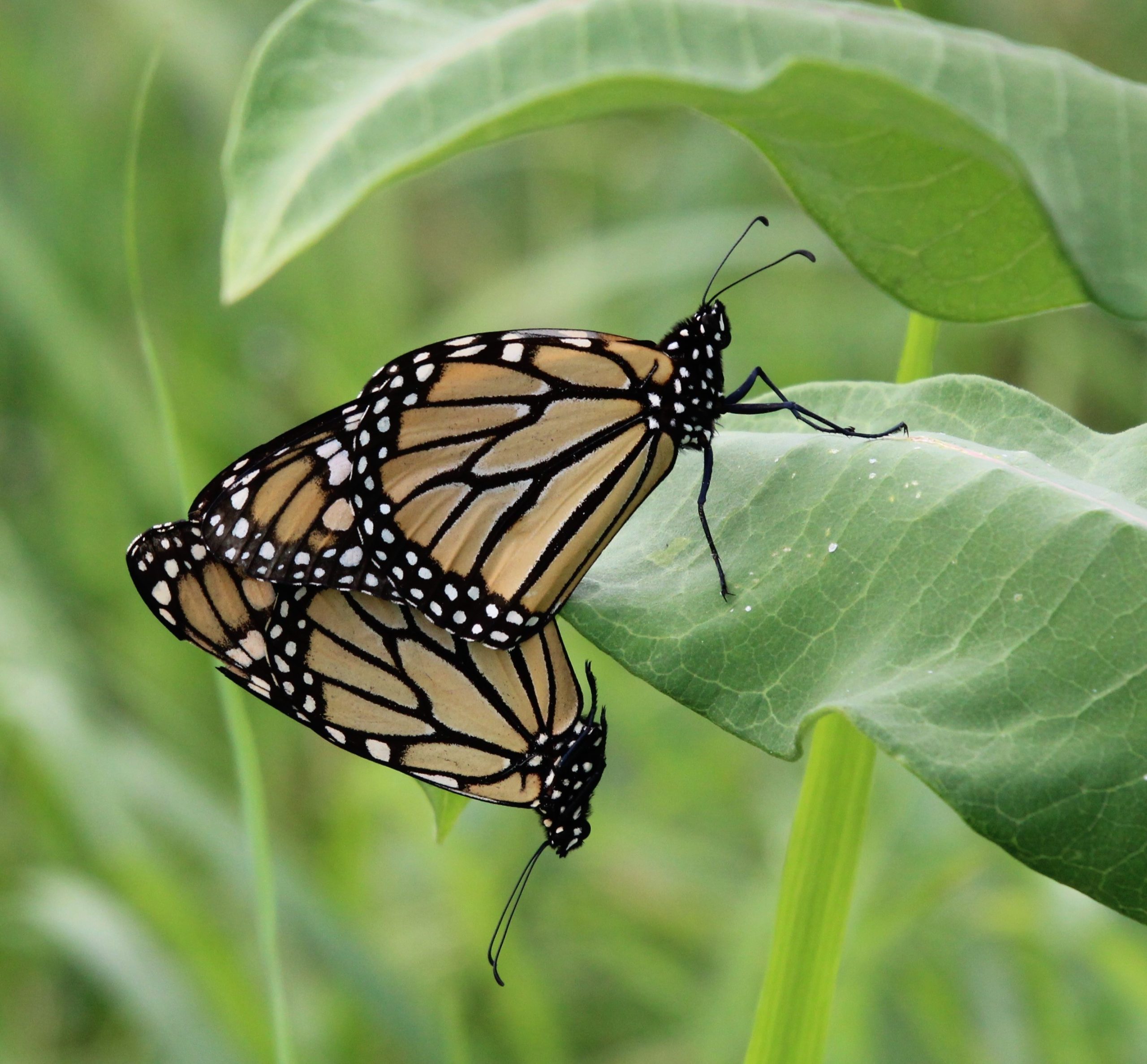 Monarchs