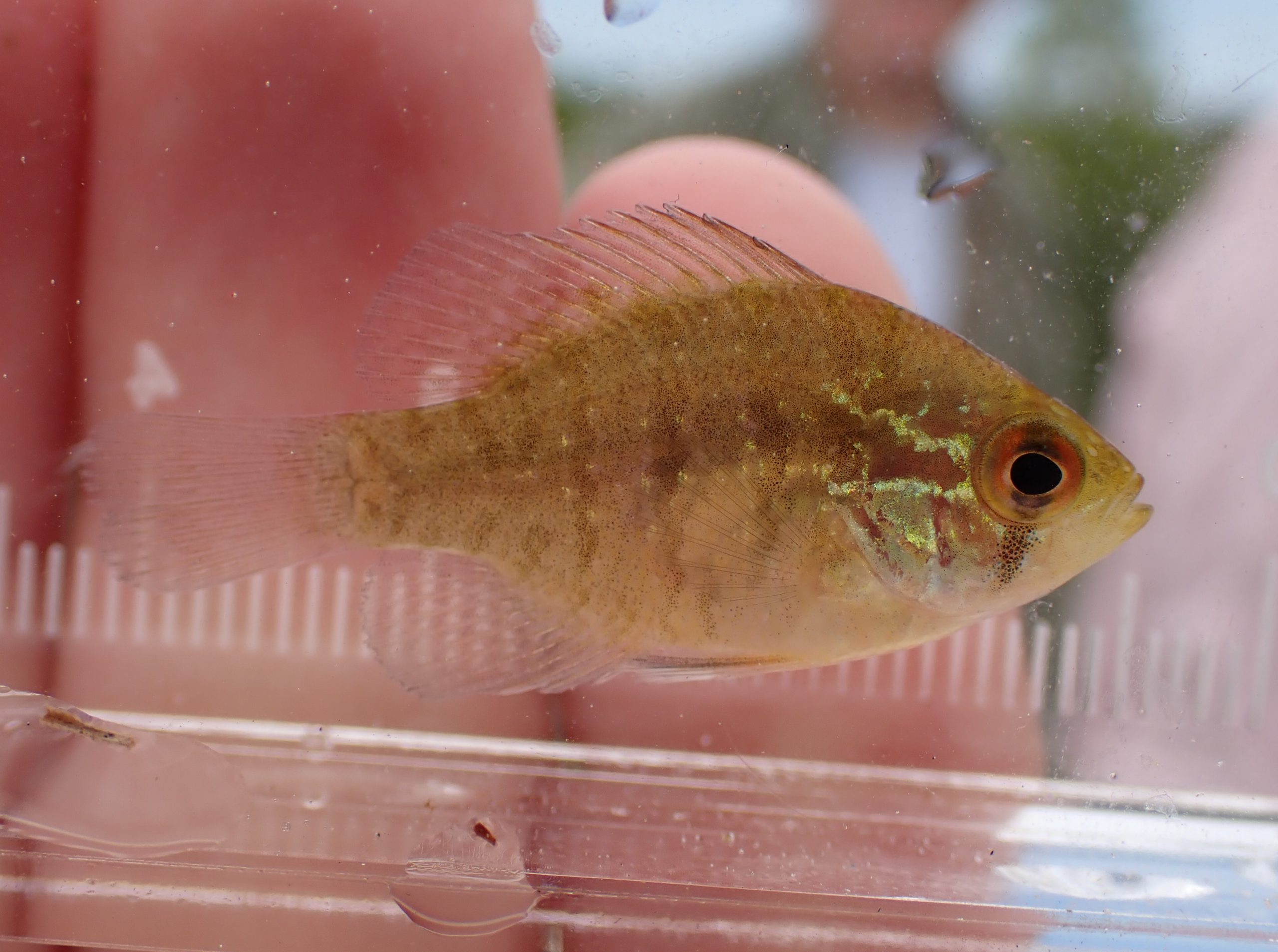 Banded Sunfish