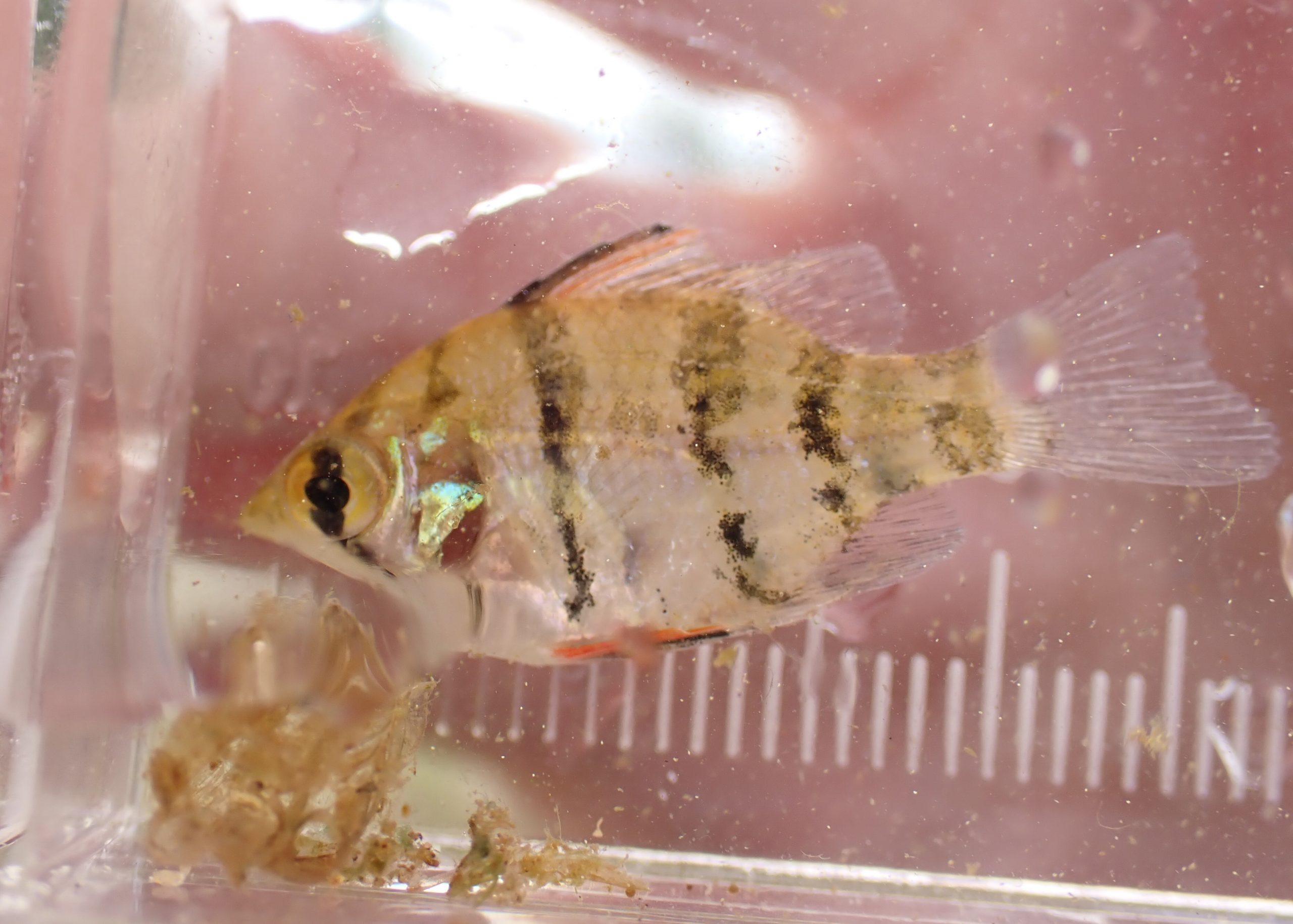 Black-banded Sunfish