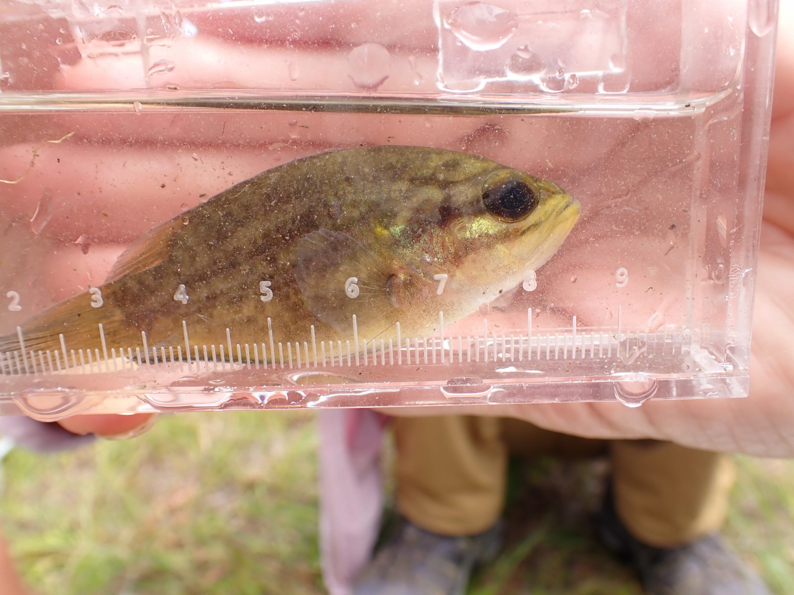 Mud Sunfish