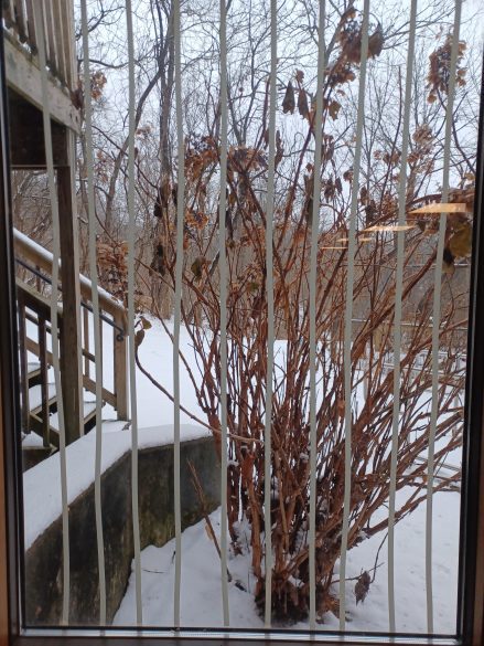 Bird-friendly window with parallel lines of PVC tape