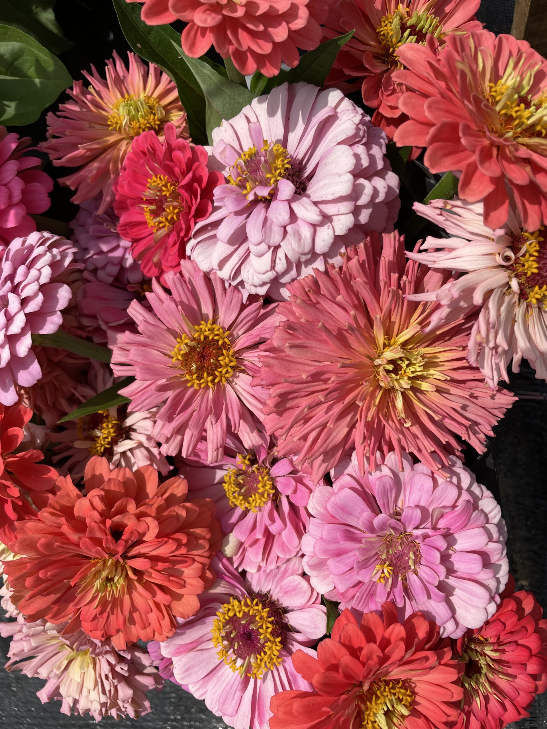 Flower Party Option 3