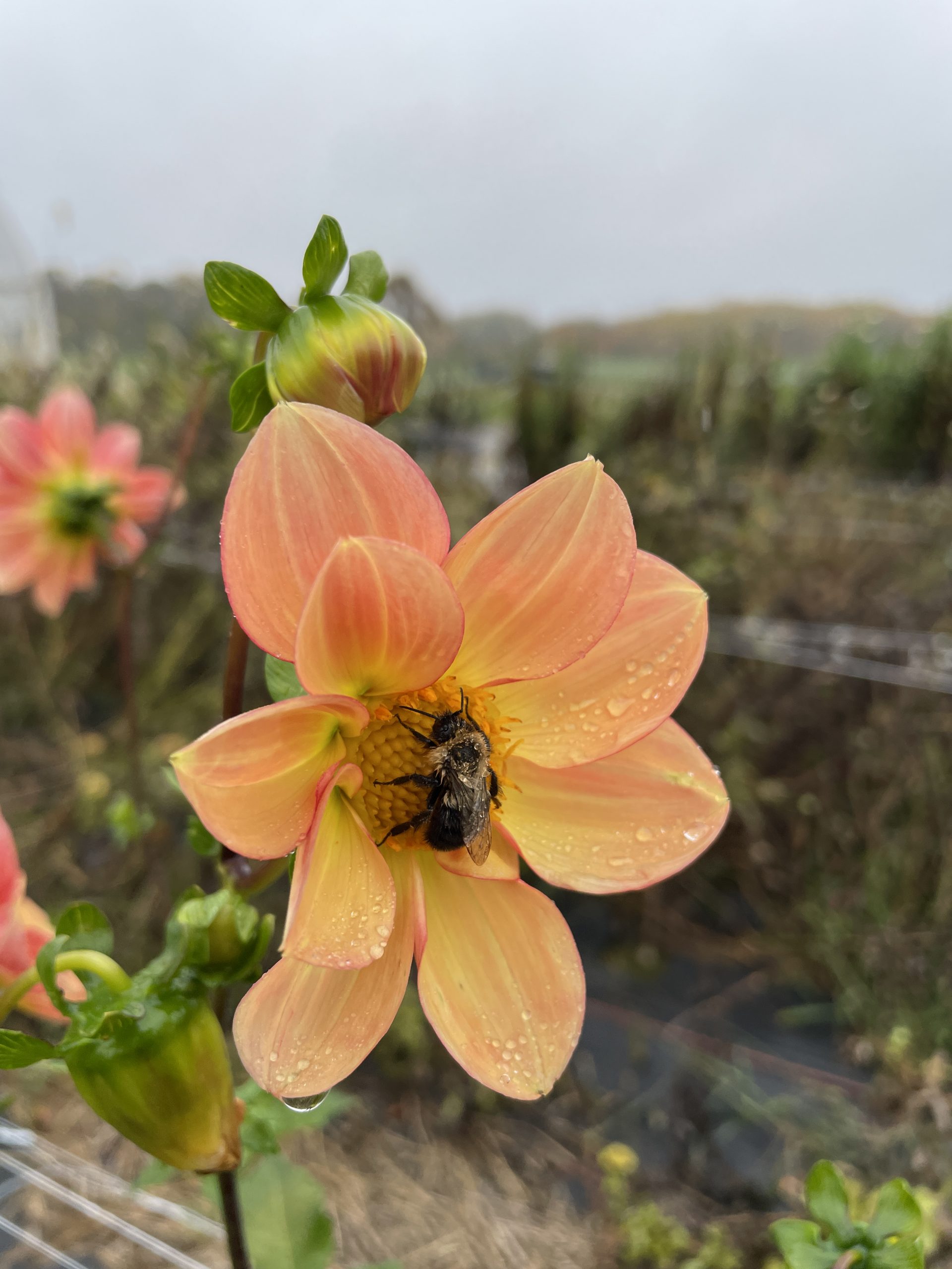 Flower Party Option 4