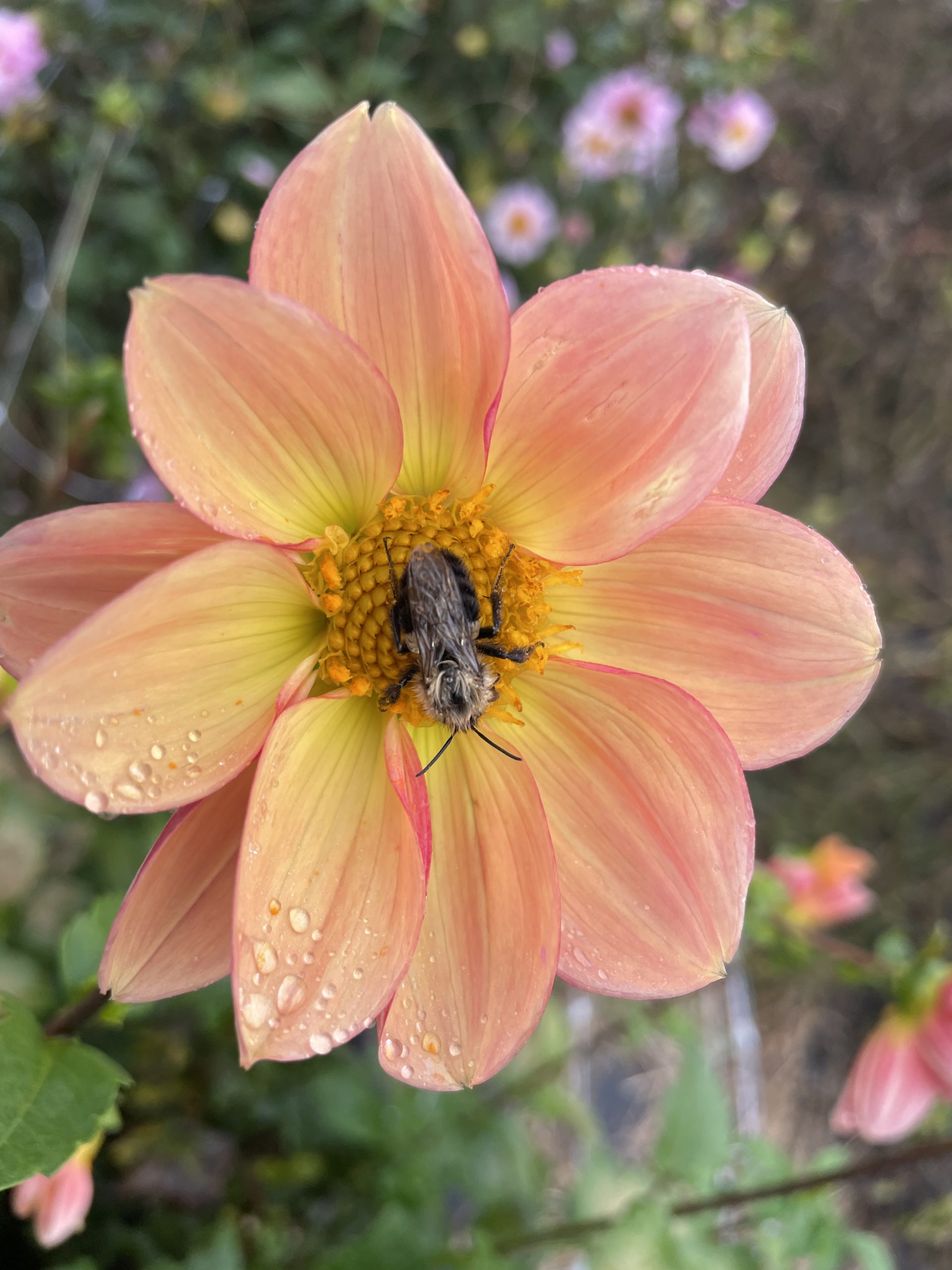 Flower Party Option 6