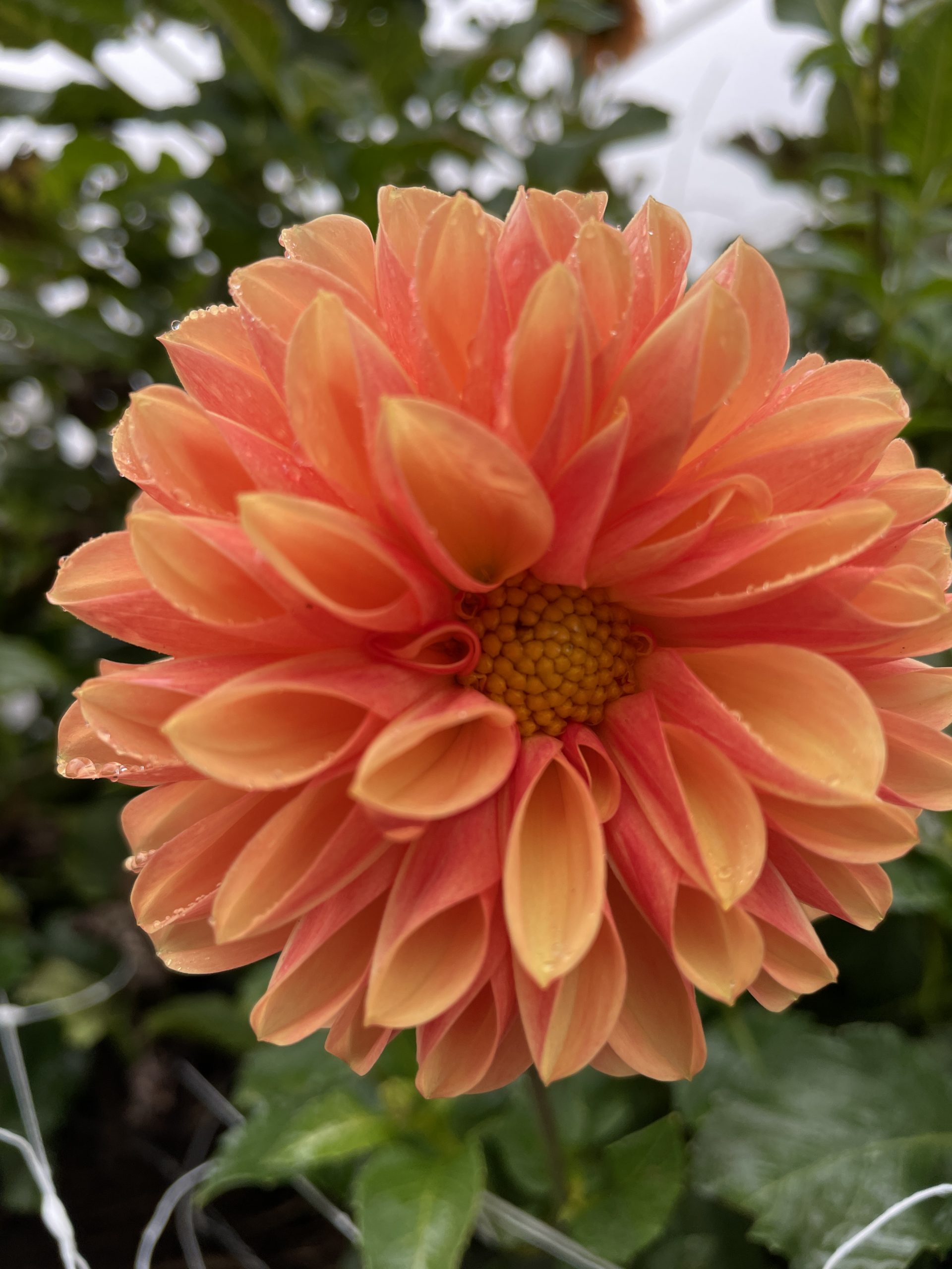 Flower Party Option 7