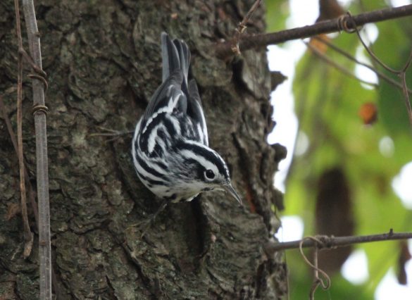 A warbler looking among the bark of a tree for insects