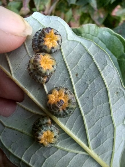 Dogwood sawfly caterpillars on the leaves of a dogwood shrub