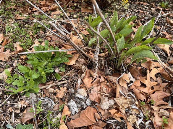 Native plants emerging in spring in a garden