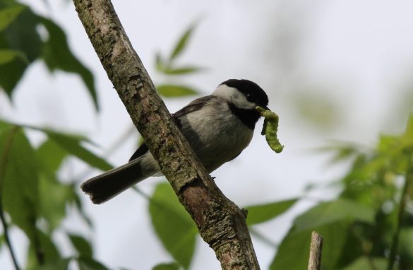A chickadee has found a caterpillar and is feeding it to its nestlings