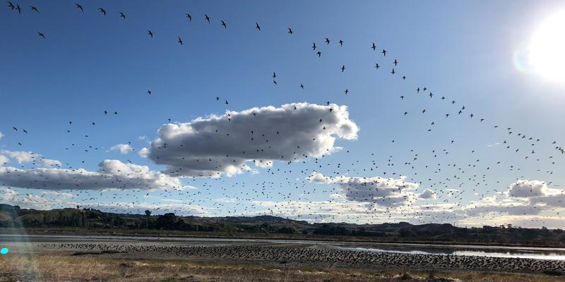 Bar-tailed-Godwits-at-Pukorokoro-Miranda-Shorebird-Center-Sally-OByrne
