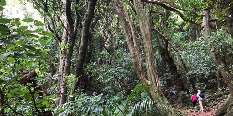 Kapiti-Island-trail-Sally-OByrne