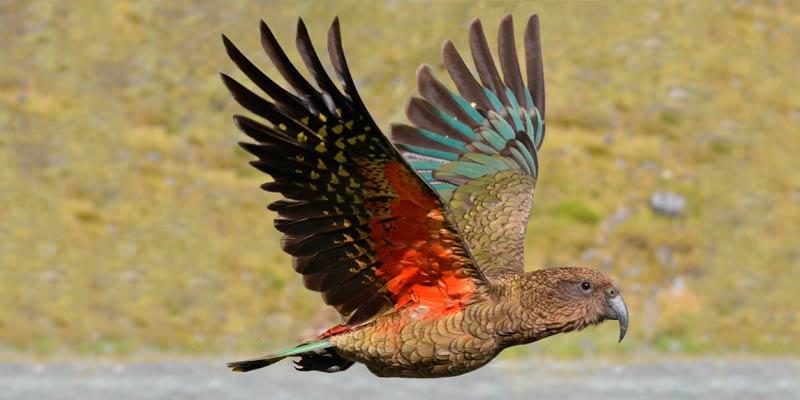 Kea-bird-stock