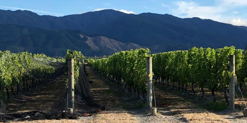 Renwick-vineyard-Sally-OByrne