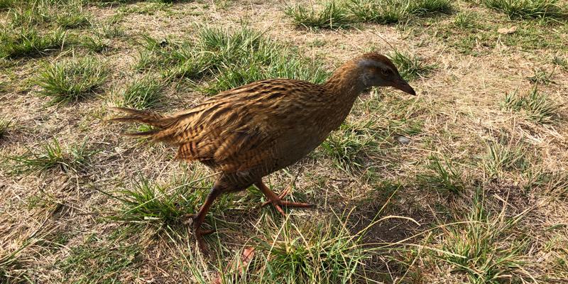 Weka-Sally-OByrne