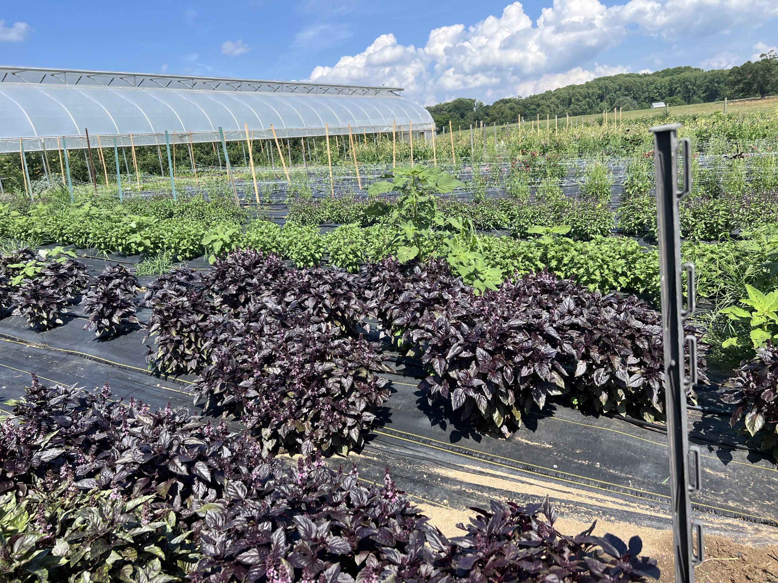 Rows of leafy greens growing in a field.