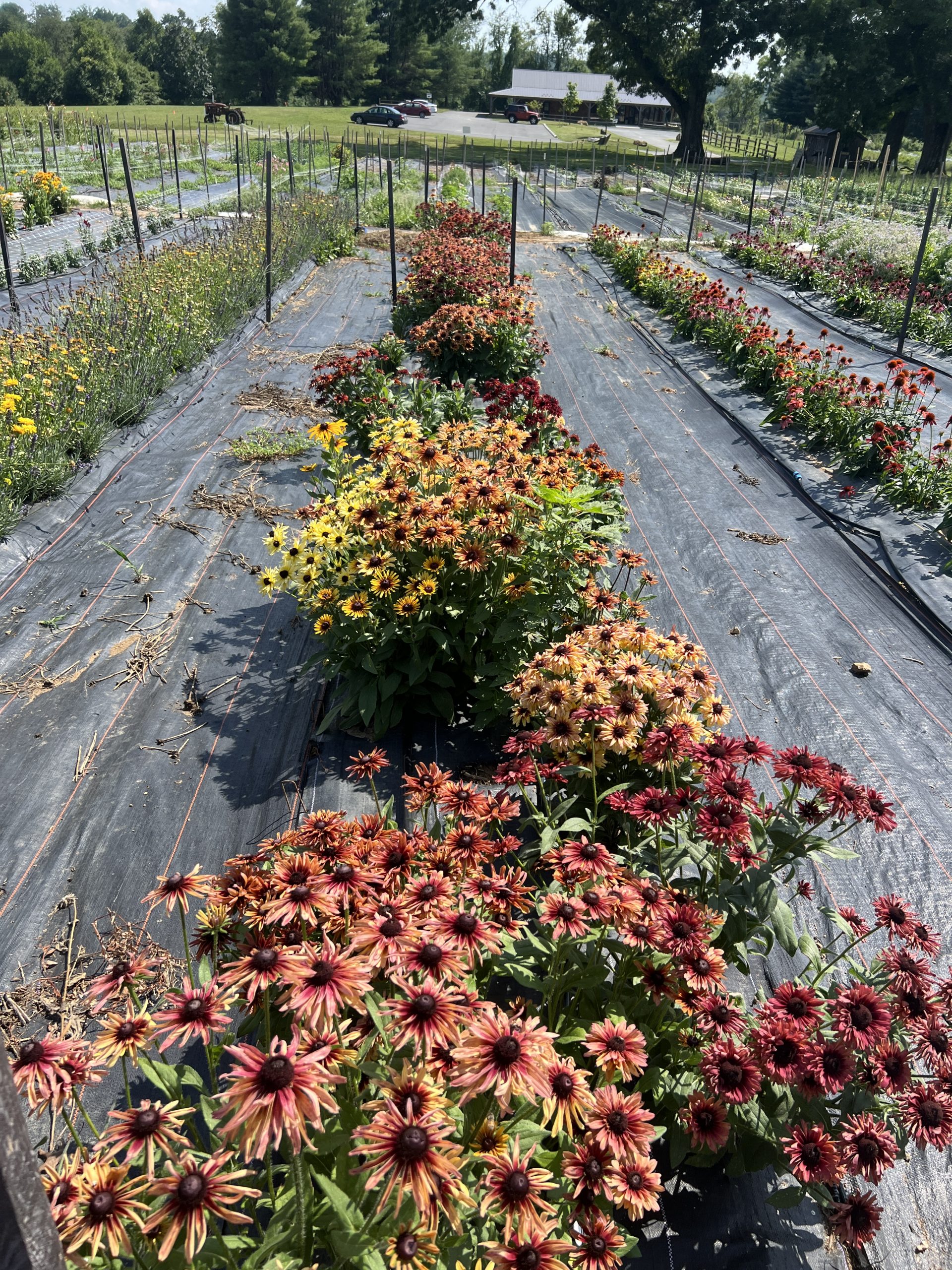 Rows of flowers growing in a garden.