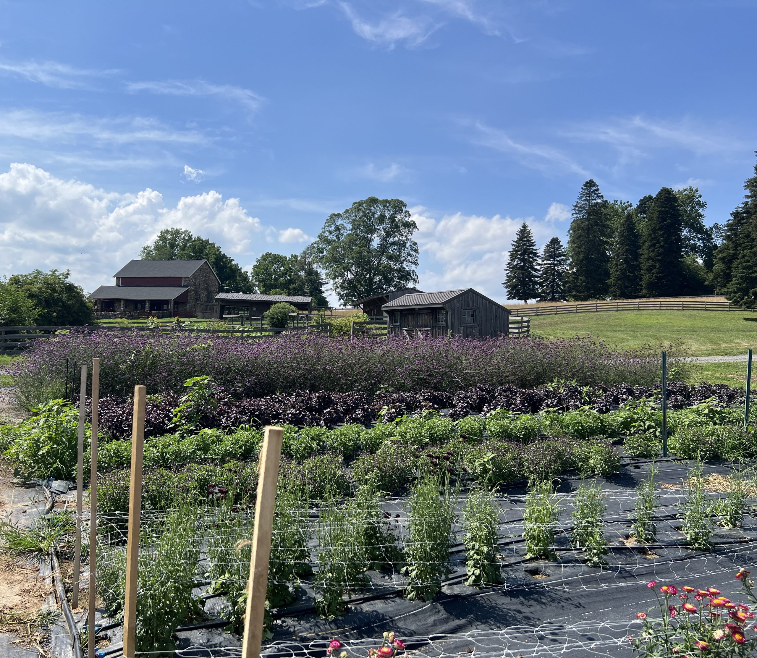 Rows of plants growing at a farm.