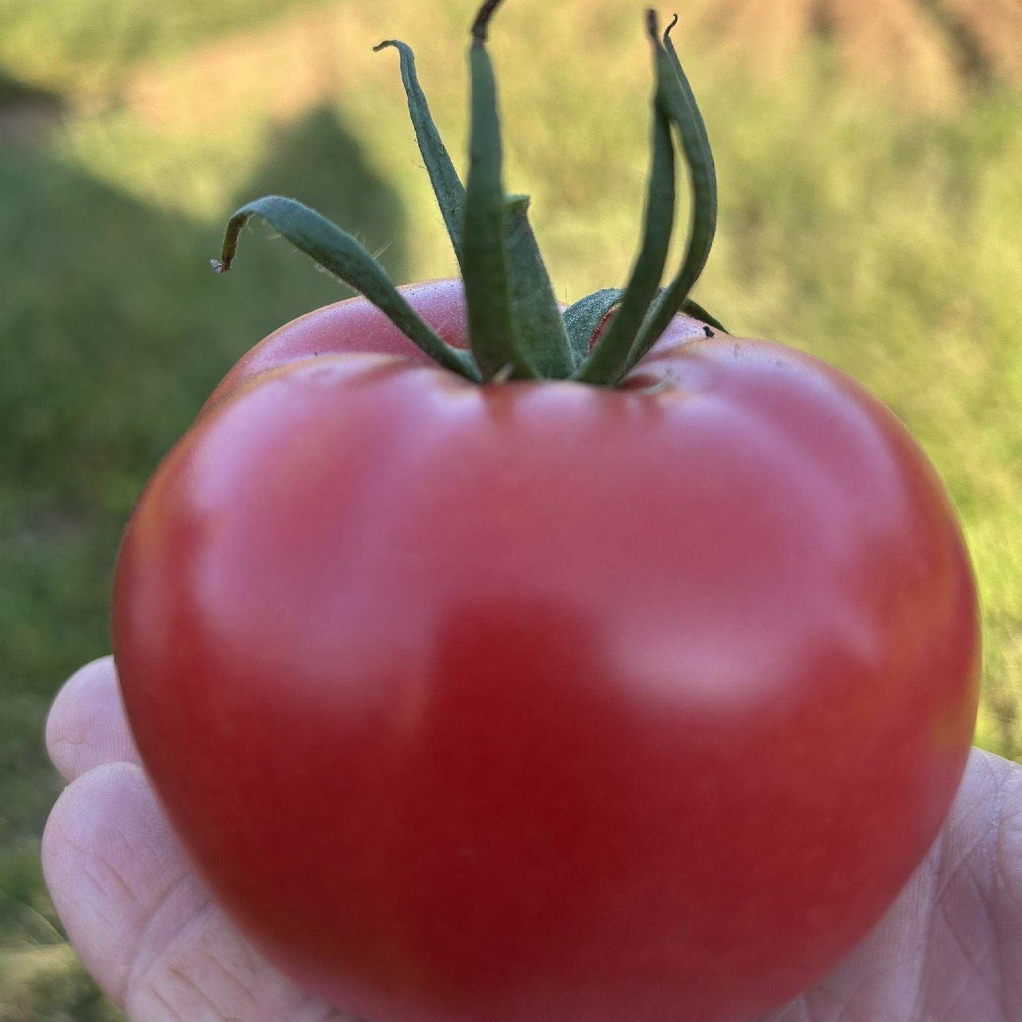 Close-up of a red tomato.