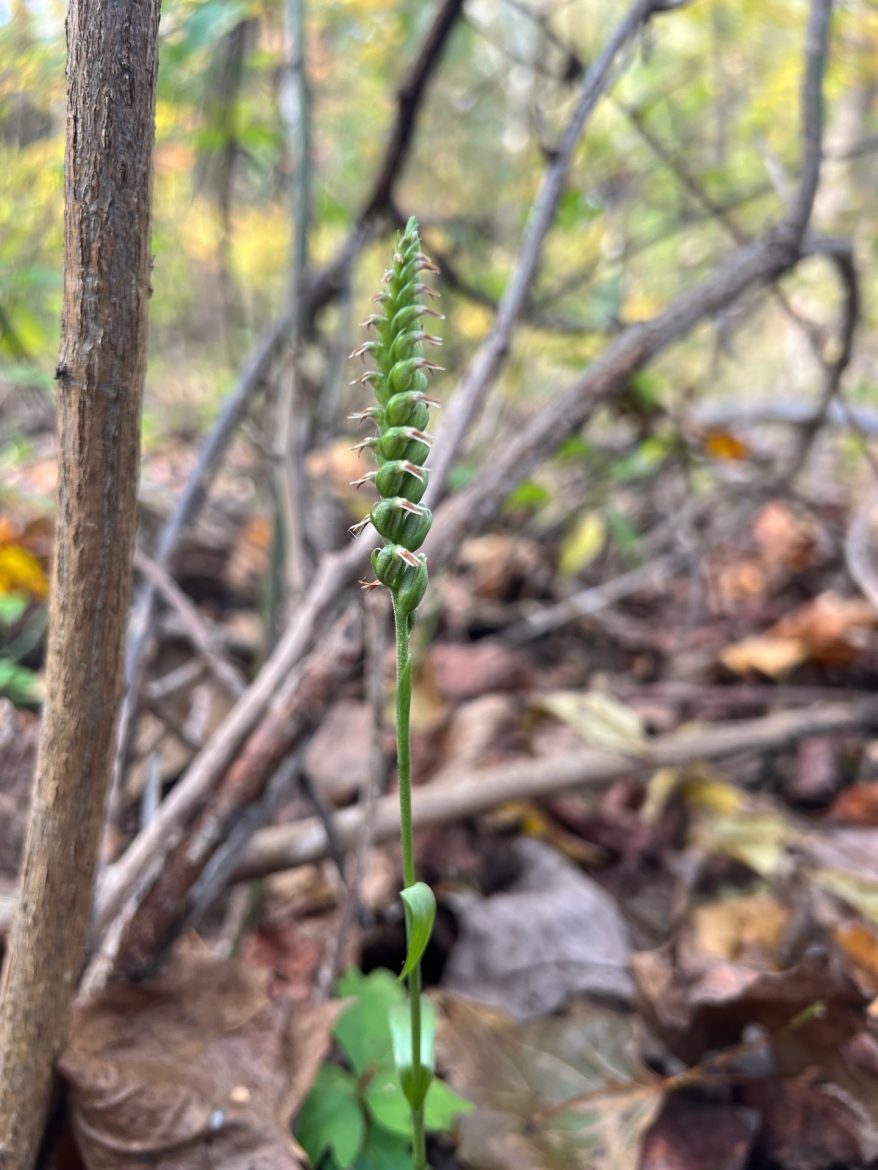 Coverdale Farm Preserve of Delaware Nature Society photo 18