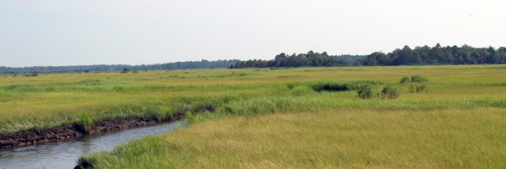 Open marshland with grasses and trees in the distance.