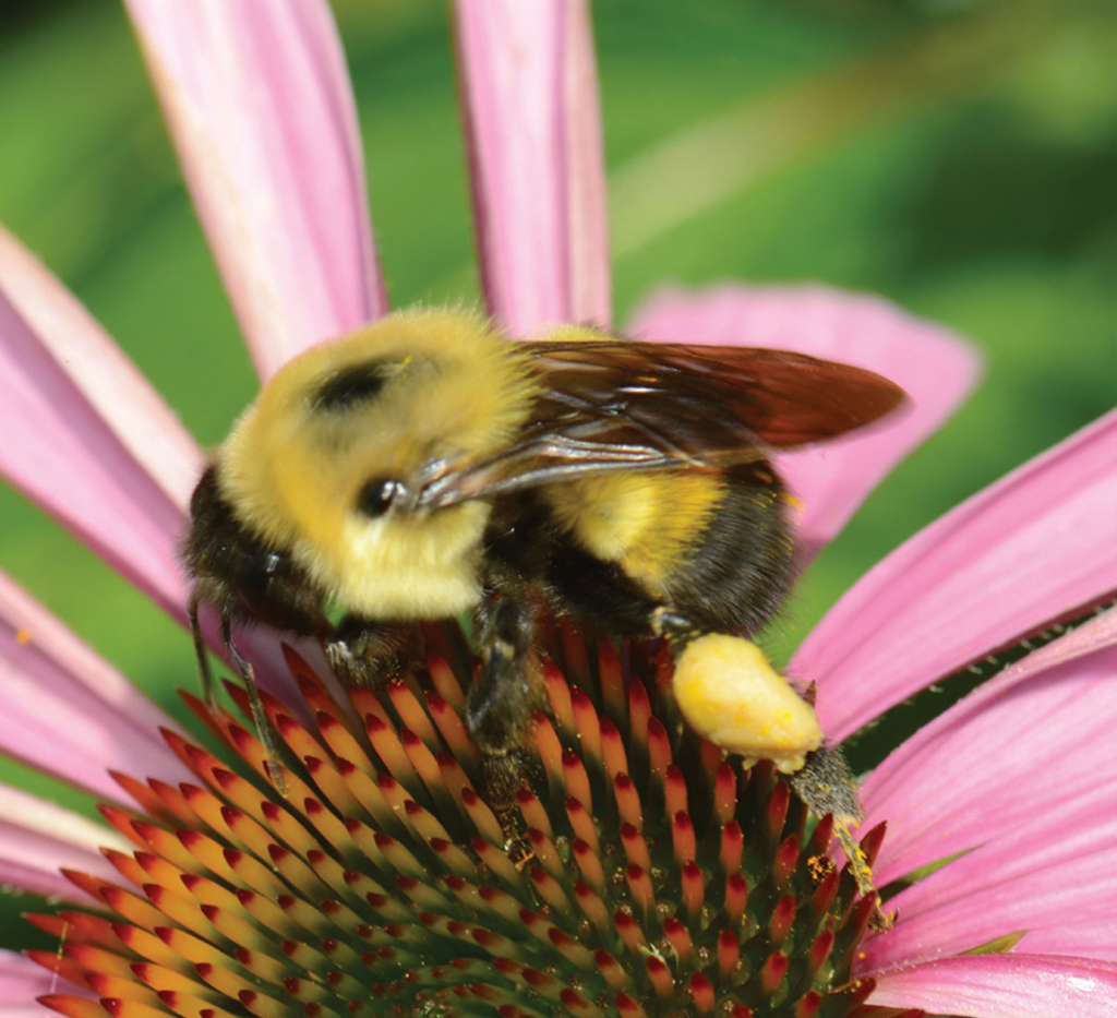 Bumblebee resting on a pink flower.