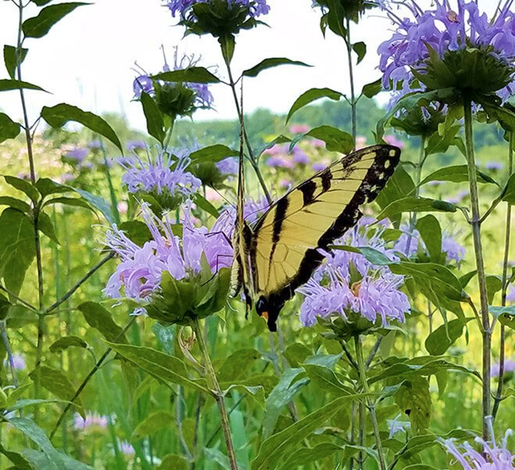 Butterfly resting on purple wildflowers.