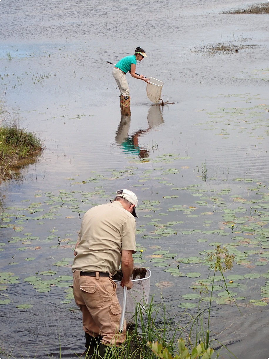 Person standing in shallow water near birds.