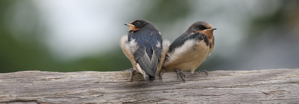 Two young birds perched on a wooden fence.
