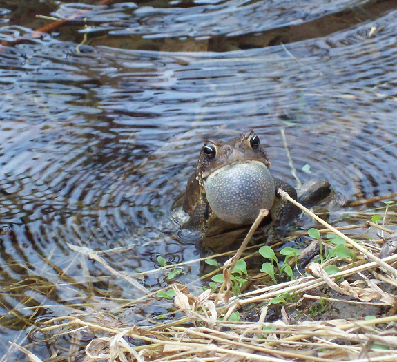 American toad standing on water and reeds.