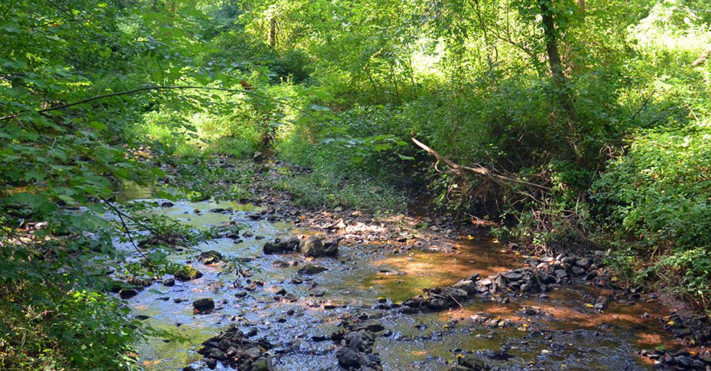 Small stream flowing through a wooded natural area.