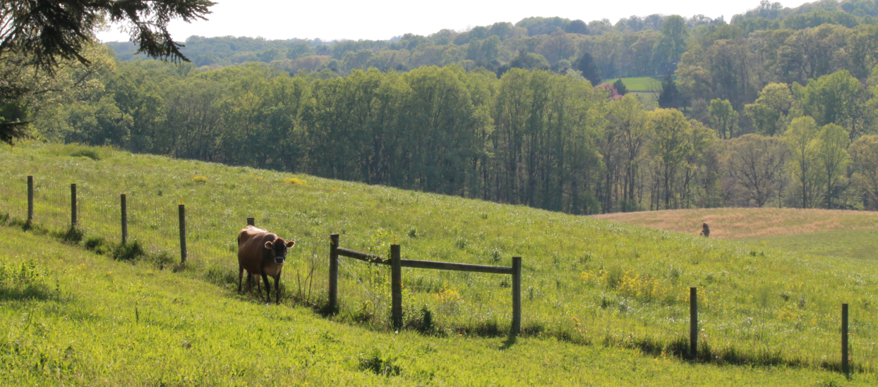 Open field bordered by trees and a wooden fence.