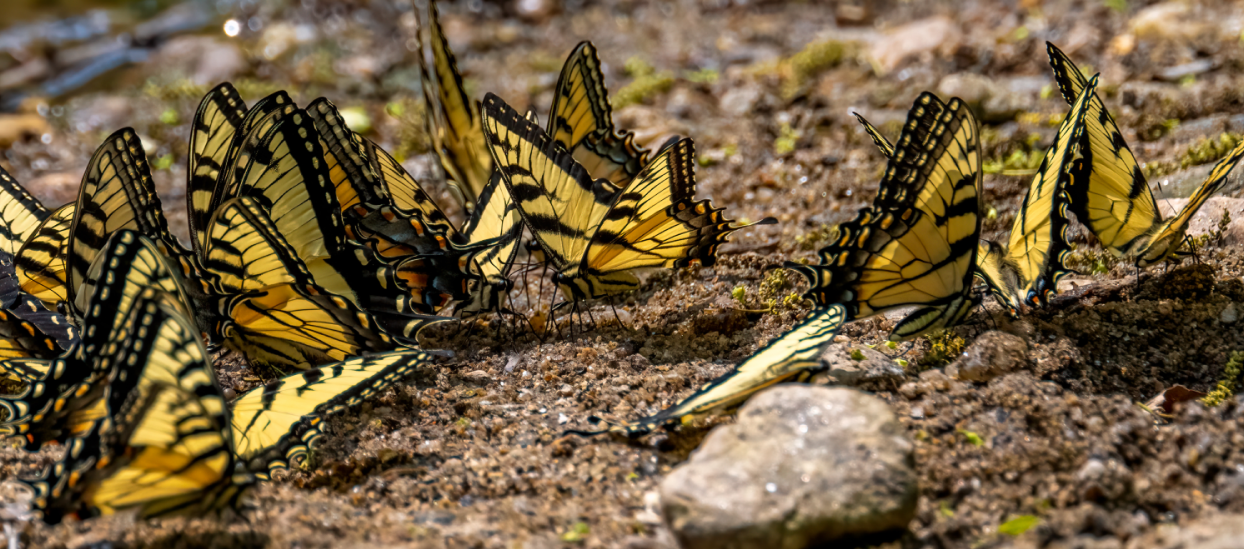 Yellow butterfly resting on the ground.