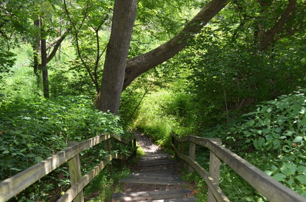 Wooden stairs leading through a green forest trail.