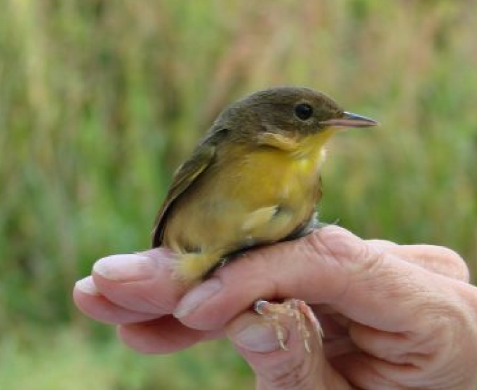 Small bird resting in a person’s hand.
