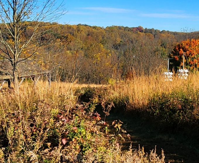 Autumn meadow with trees in the background.