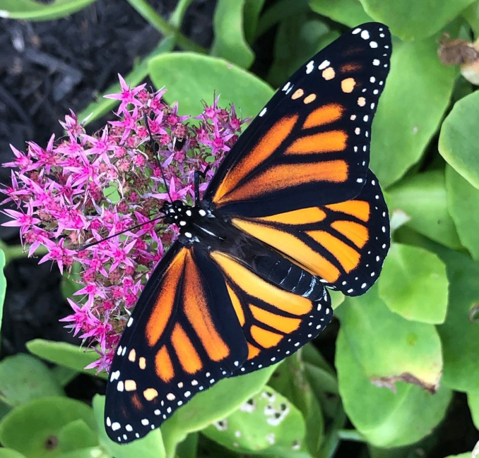 Monarch butterfly resting on bright pink flowers.