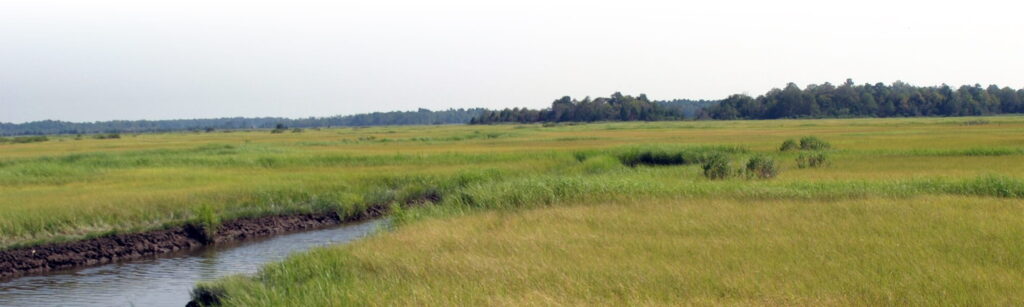 Open wetland landscape with marsh grasses and a winding waterway.