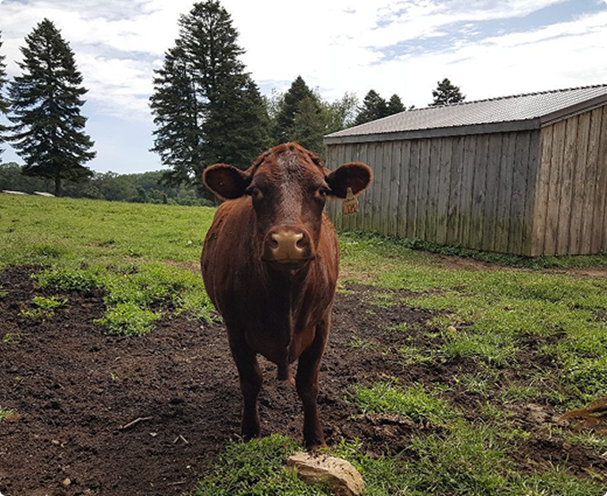 Brown cow standing in a grassy pasture near a wooden barn.