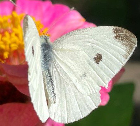 Cabbage White »