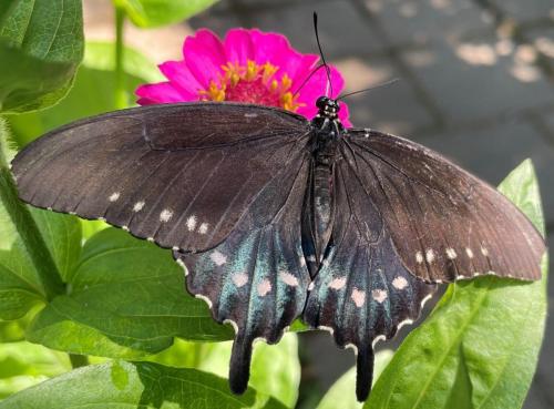 Pipevine Swallowtail »